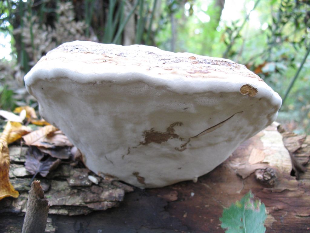 Ganoderma da determinare ( Fomesfomentarius)